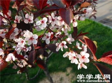 插條的處理
