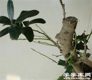 紫葉矮櫻嫁接砧木