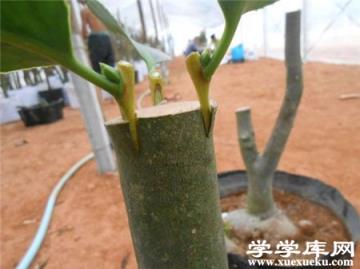 紫葉矮櫻嫁接