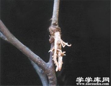 壓條處理紫葉矮櫻