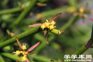 光棍樹(shù)開(kāi)花