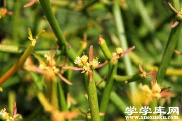 光棍樹(shù)開(kāi)花