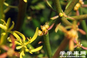 光棍樹(shù)開(kāi)花