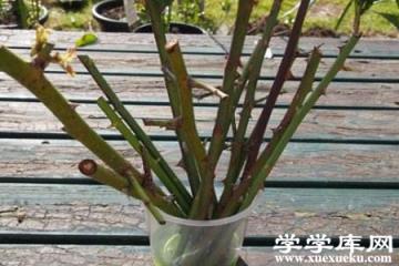 玫瑰