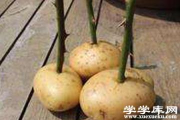玫瑰