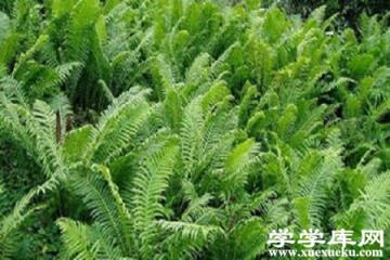 莢果蕨