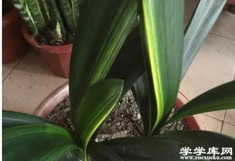 君子蘭葉子卷邊什么原因 君子蘭葉子歪了怎么矯正