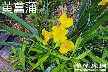 黃菖蒲