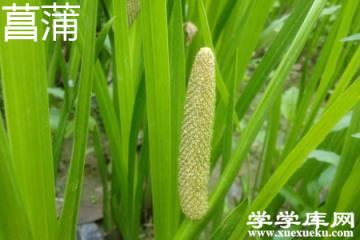 菖蒲