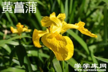 黃菖蒲