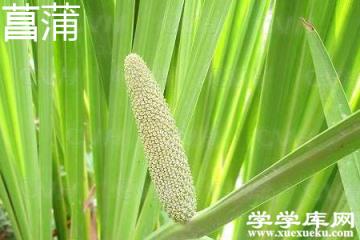 菖蒲