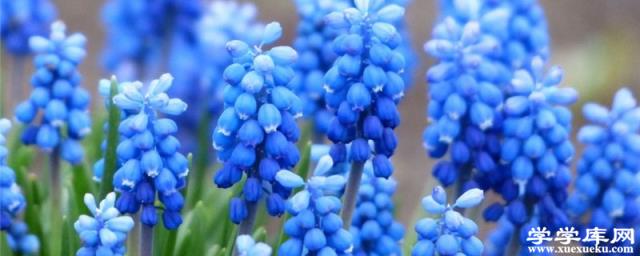 風信子花謝后怎么處理，能復花嗎