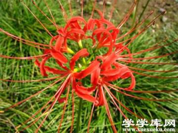 石蒜的栽培養(yǎng)護知識