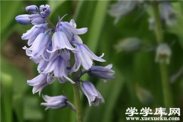 藍鈴花