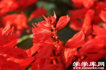 一串紅