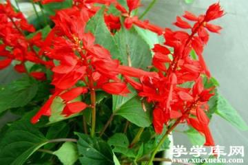 一串紅