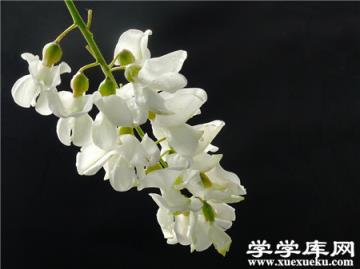 槐花的種子處理