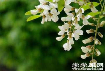 槐花的播種方法