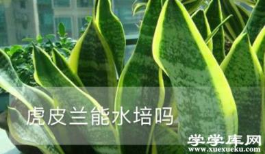 虎皮蘭能水培嗎 虎皮蘭水培的時(shí)候用水不要太臟