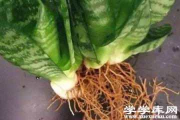 虎皮蘭