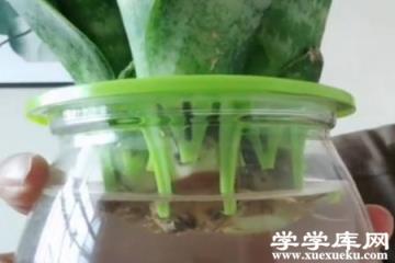 虎皮蘭