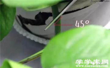 插穗