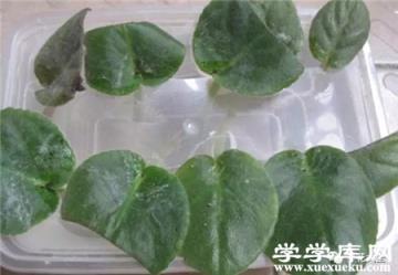 非洲紫羅蘭扦