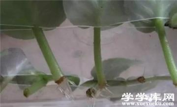 非洲紫羅蘭扦