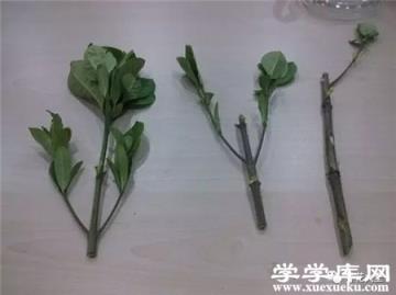 水插梔子花