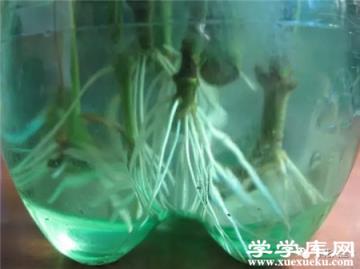 水插梔子花