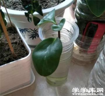 水插豆瓣綠