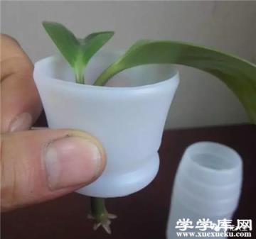 水插豆瓣綠