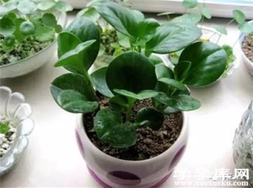 水插豆瓣綠