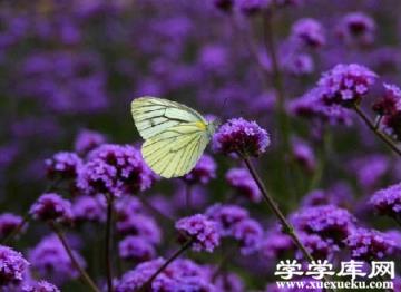 馬鞭草