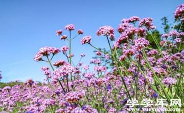 馬鞭草開花