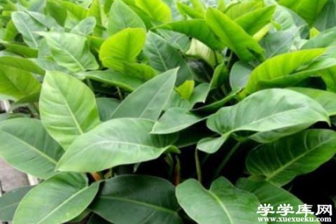 秋天記得給“龜背竹”擦擦葉，葉子油綠全靠這招，太實用！
