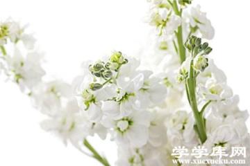 白色紫羅蘭