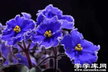 藍色紫羅蘭