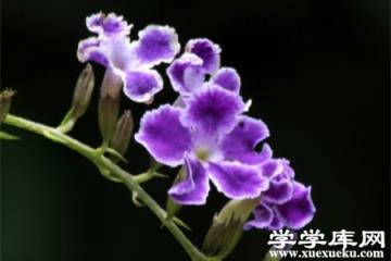 紫色紫羅蘭