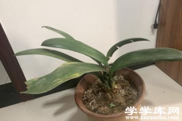 君子蘭