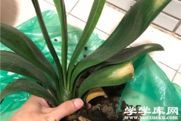 君子蘭