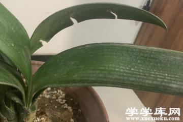 君子蘭