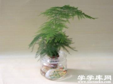 文竹盆景