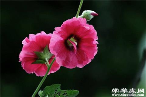 蜀葵怎么扦插