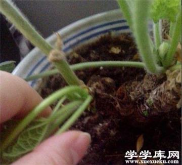 蜀葵插條