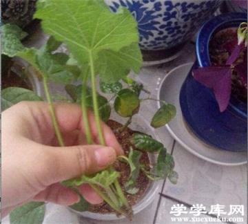 蜀葵栽植