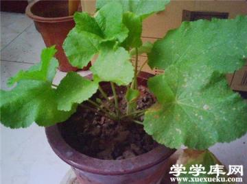 蜀葵移栽