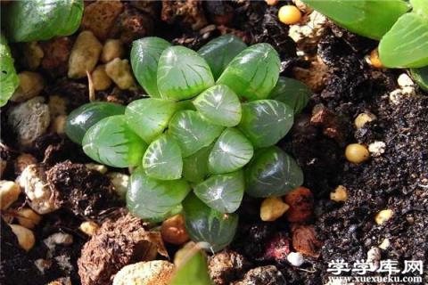 玉露有毒嗎，能在家里養(yǎng)嗎