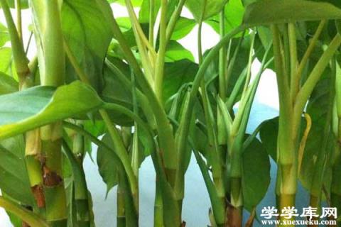 白掌爛根怎么辦 爛根了補救處理方法