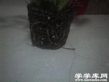 土培白掌爛根怎么辦？